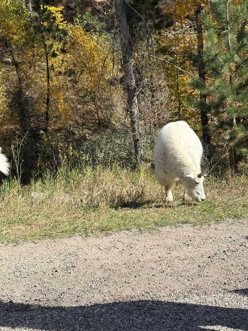 Slow Down, Because Mountain Goats Don't Use Crosswalks