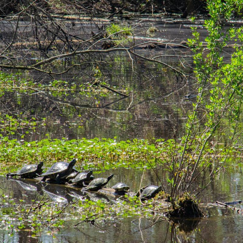 Keep An Eye Out For Swamp Rabbits And A Gator Or Two