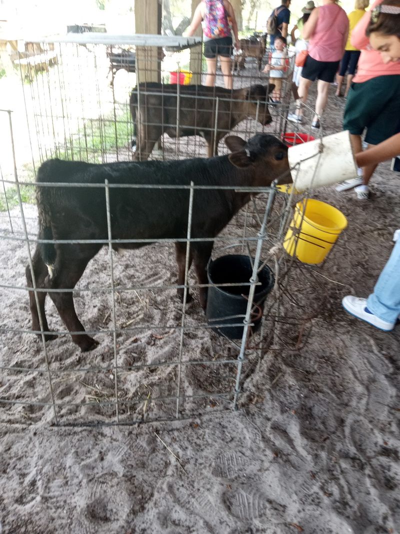 Calf Cuddling and the Petting Barn