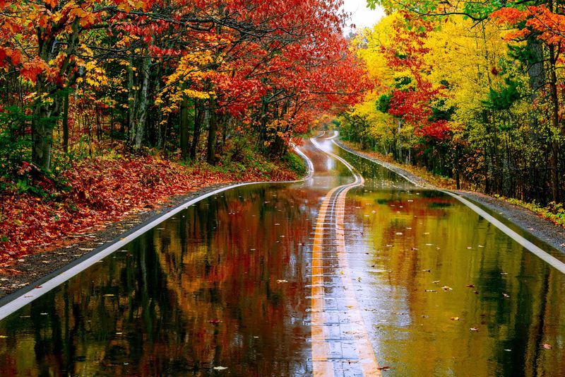 US-41 Carries You Through A Tunnel Of Trees