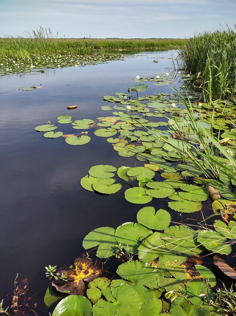 Lacassine National Wildlife Refuge