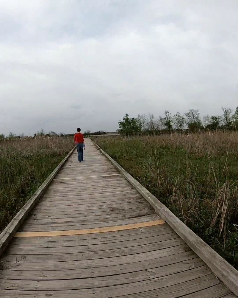 Cameron Prairie NWR Pintail Drive