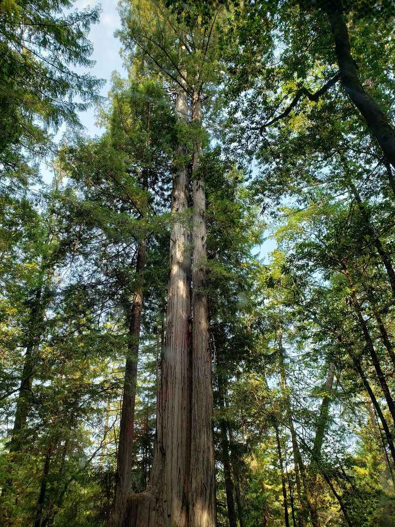 An Ancient Redwood With An Age That's Hard To Pin Down
