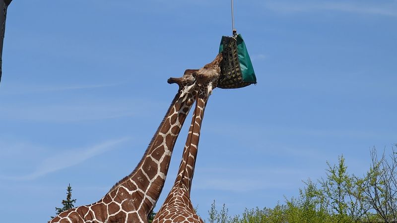 Your Ticket Quietly Helps Care For About 1,100 Animals