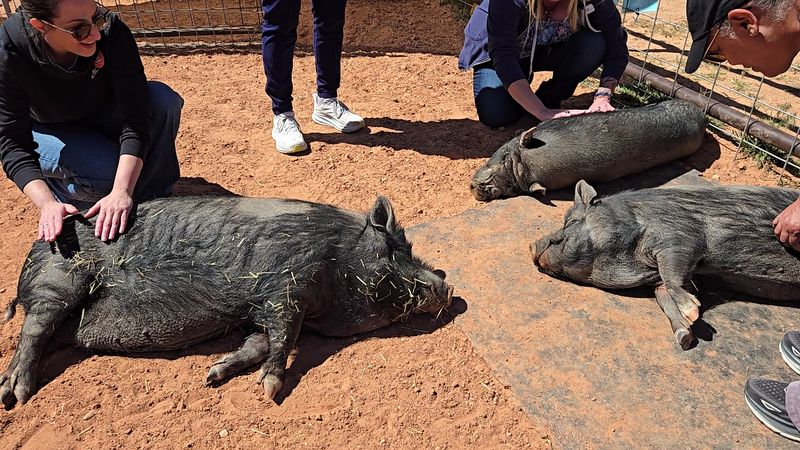 Pigs, Horses, And Parrots Steal The Show