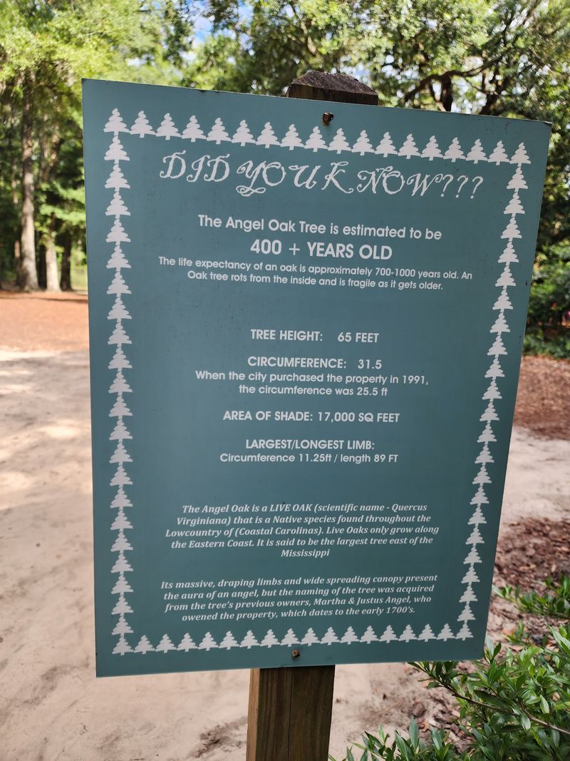 The Oak Once Stood On Land Tied To The Angel Family