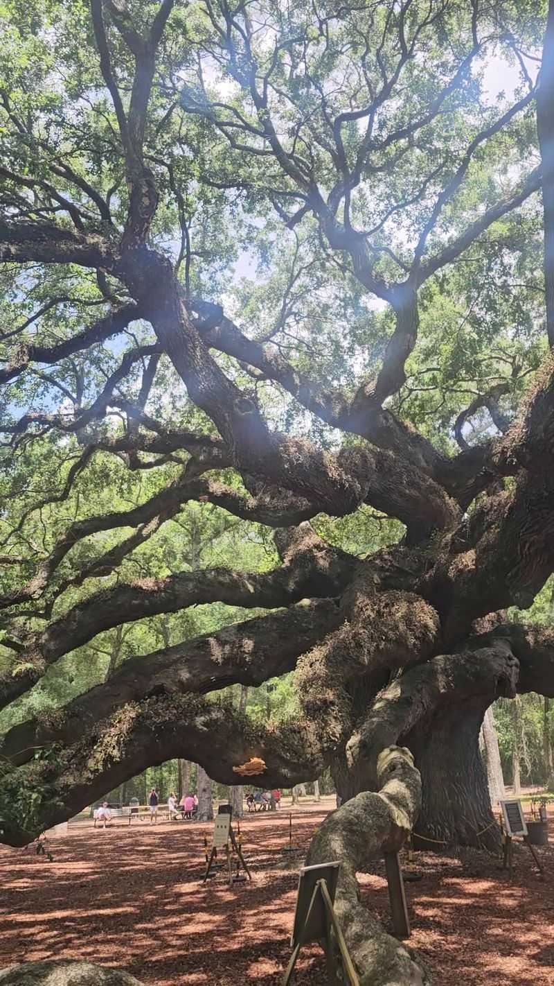Angel Oak Joined The National Register In 2026