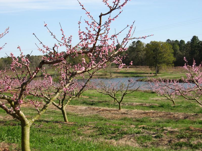 The Peach Shed Sits Right In The Fork
