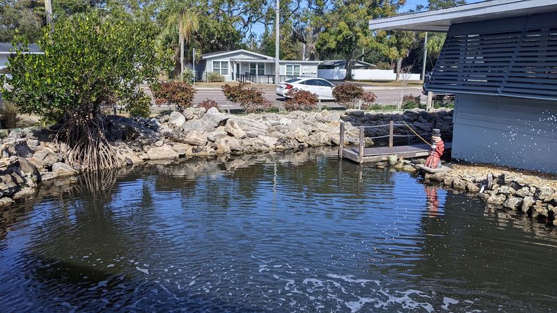 Turtles, Ponds, and Fish Feeding Fun