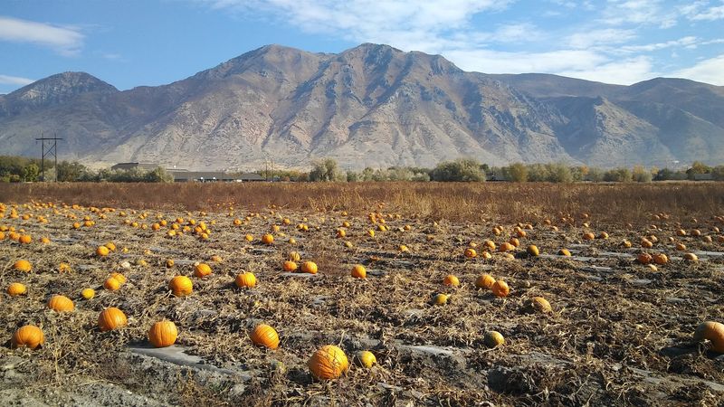 Harward Farms