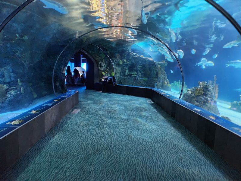 Sharks Swim Overhead While You Stay Totally Dry