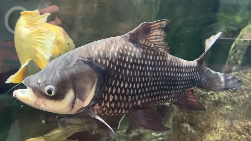 Asian Cloud Forests And Local Waters Share The Spotlight