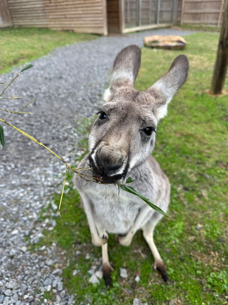 Magnolia Wilds Adds Animal Encounters
