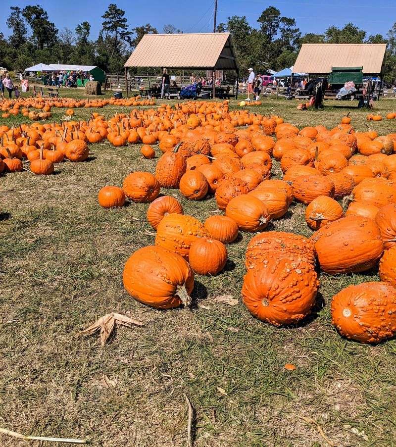 Mrs. Heather's Pumpkin Patch, Hammond, LA