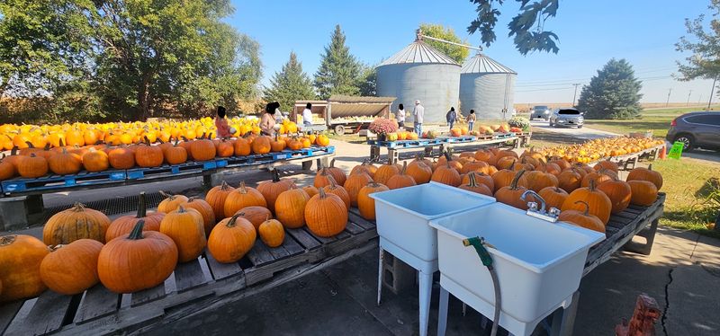 Pumpkinville & Cornmaze, Mitchellville