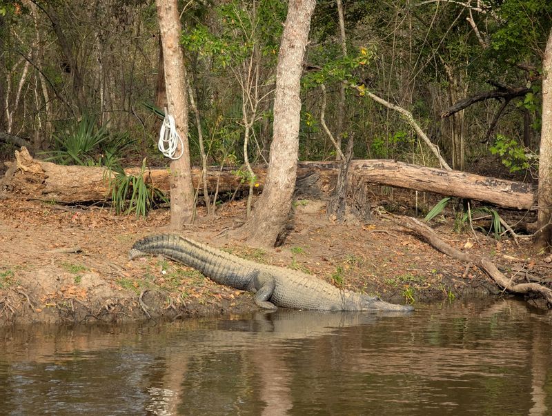 Cajun Pride Swamp Tours