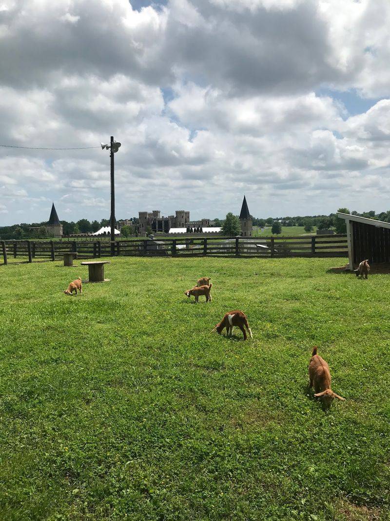 Goats On The Yoga Mat Are A Real Thing Here