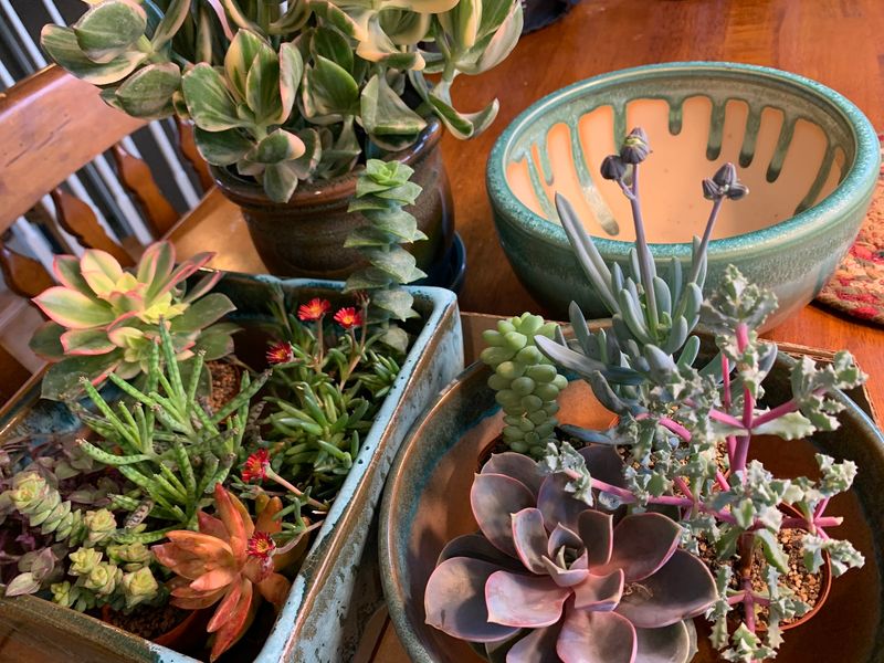 Succulent Lovers Have Even Turned This Place Into Wedding Central