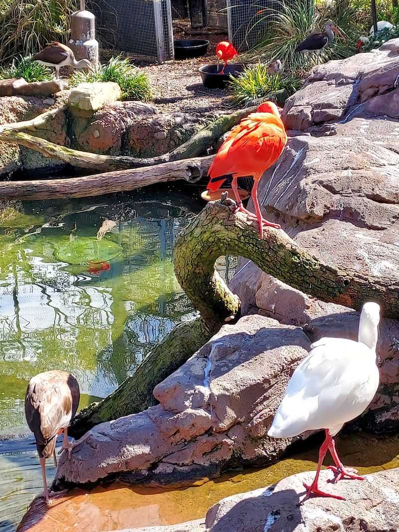 What To Know Before Visiting Mississippi Aquarium In Gulfport