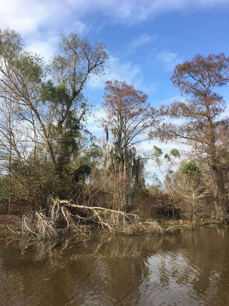 Lake Martin, Bayou Teche And The Atchafalaya Edge
