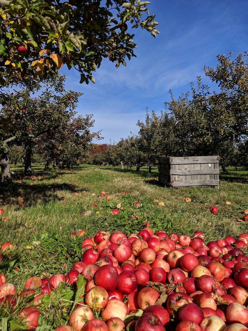 Twin Star Orchards