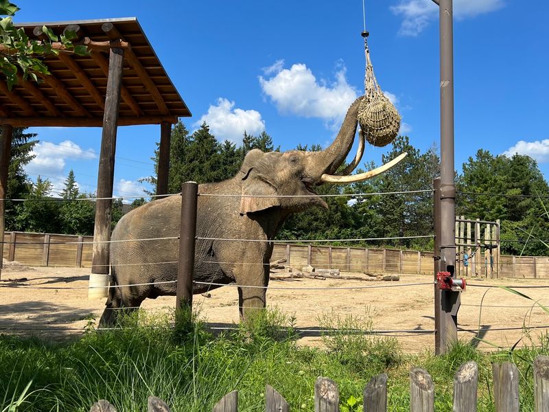 A Little Planning Helps Before A Day At The Columbus Zoo