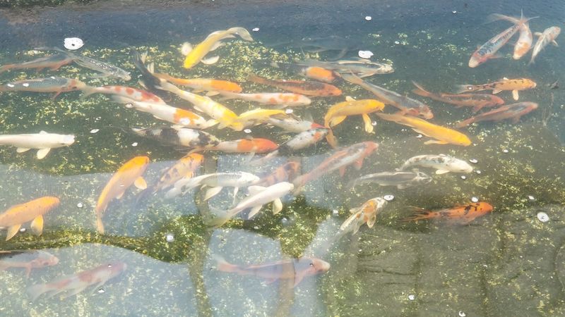 The Koi Pond That Steals Everyone's Attention