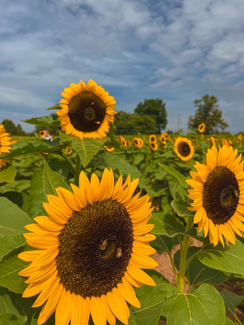 Greenhouse Blooms and Sunflower Season