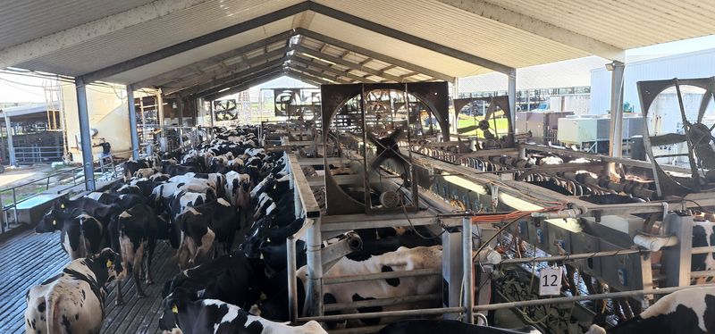 A Working Dairy in Rural Manatee County