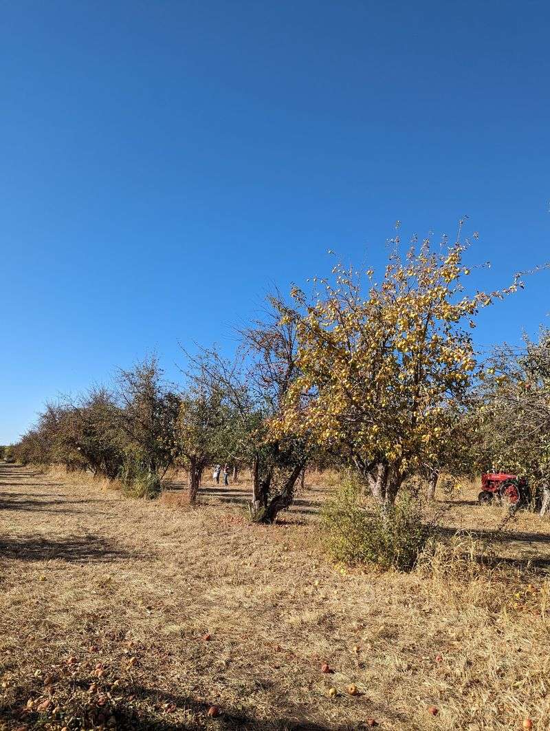 Windows Keep The Orchard Close