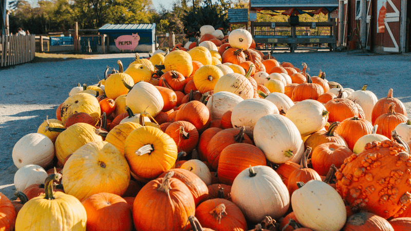 Pumpkin Patch Season