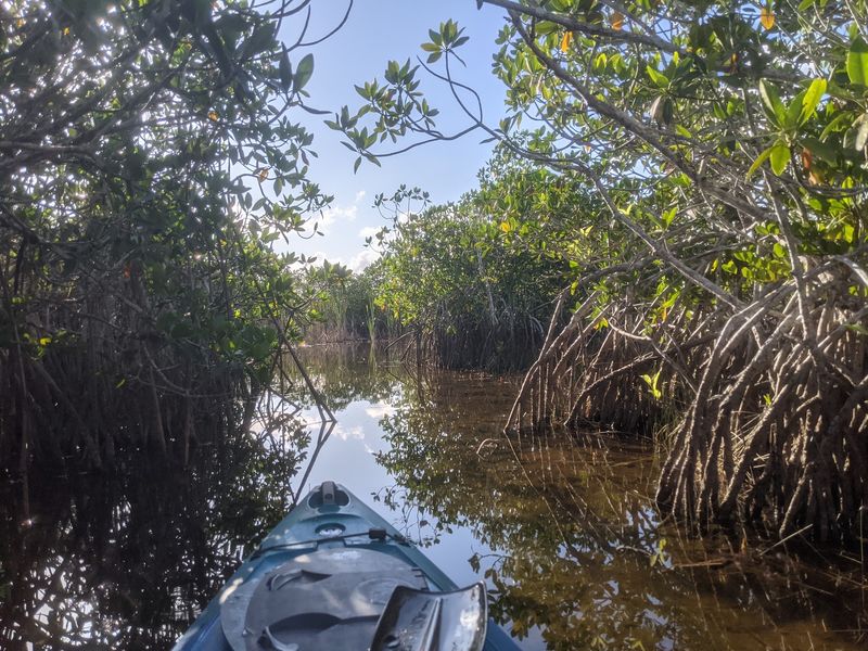 Grab A Paddle And Slip Into The Mangroves