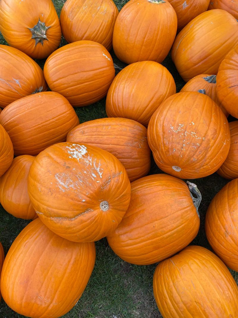 Saint Luke’s Annual Pumpkin Patch Keeps A Slidell Tradition