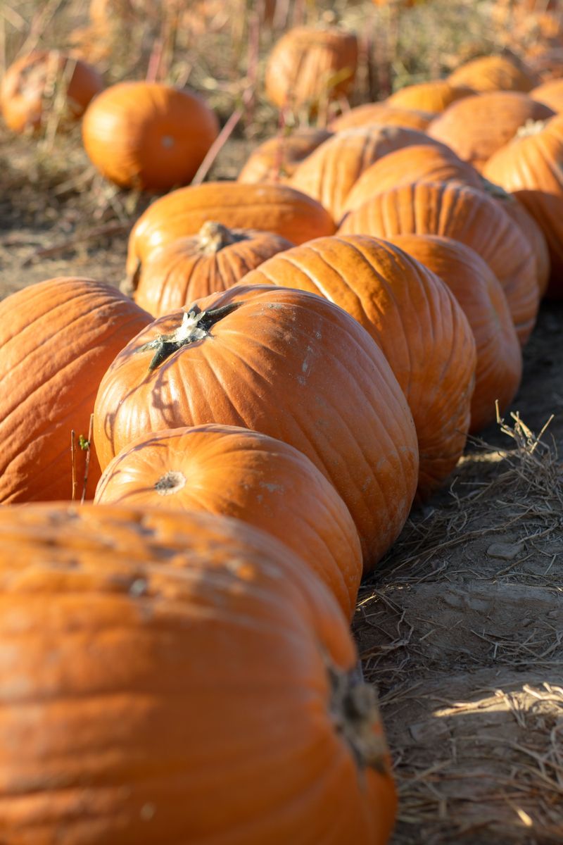 Find Free Entry At Houma Pumpkin Patch