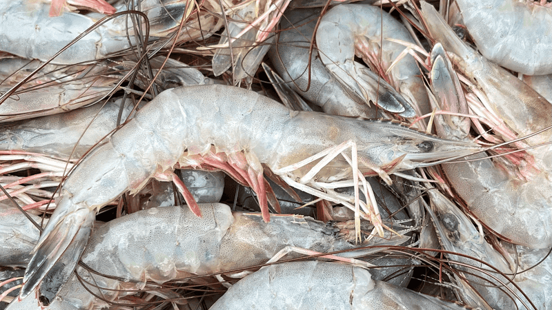 Miss Gina's Fresh Shrimp, Beaufort, NC
