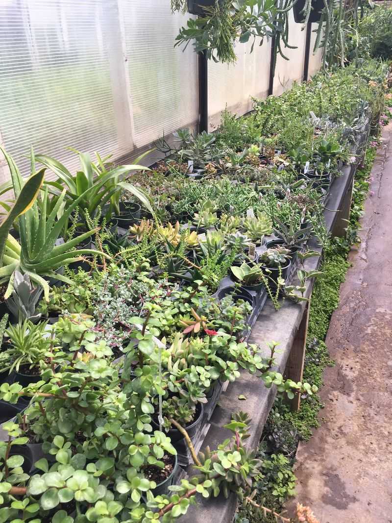 Succulent Lovers Should Probably Clear Some Shelf Space