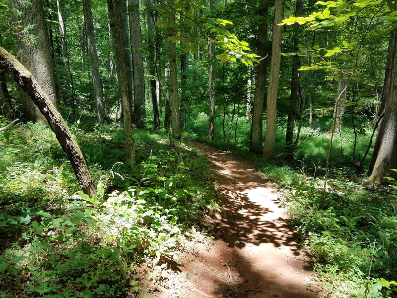 Wooded Trails Reward A More Careful Step