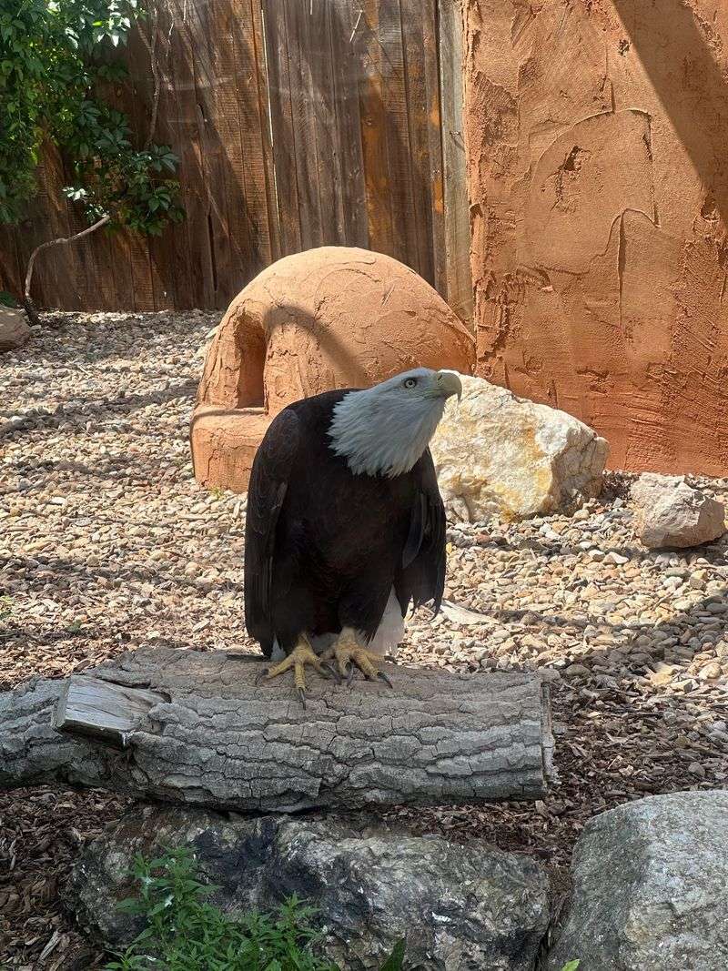 Prairie Dogs And A Bald Eagle Keep Things Local