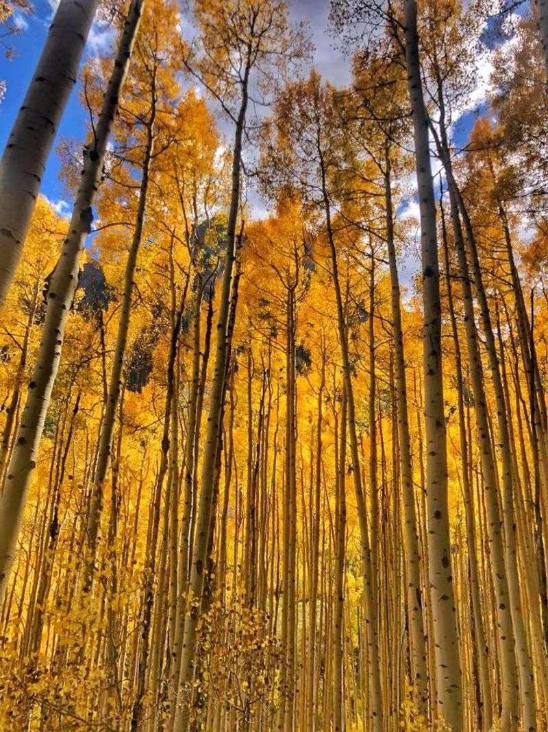 Finding September's Best Aspen Color