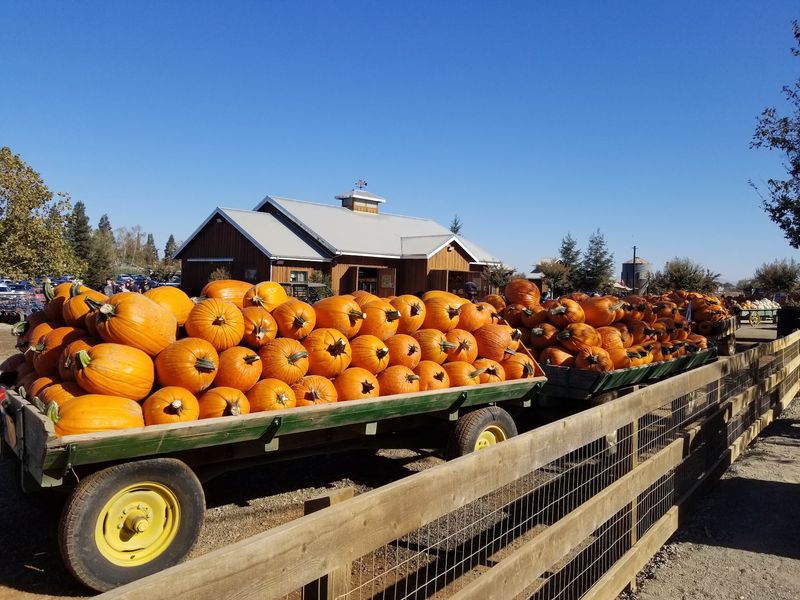 Bishop's Pumpkin Farm, Wheatland, CA