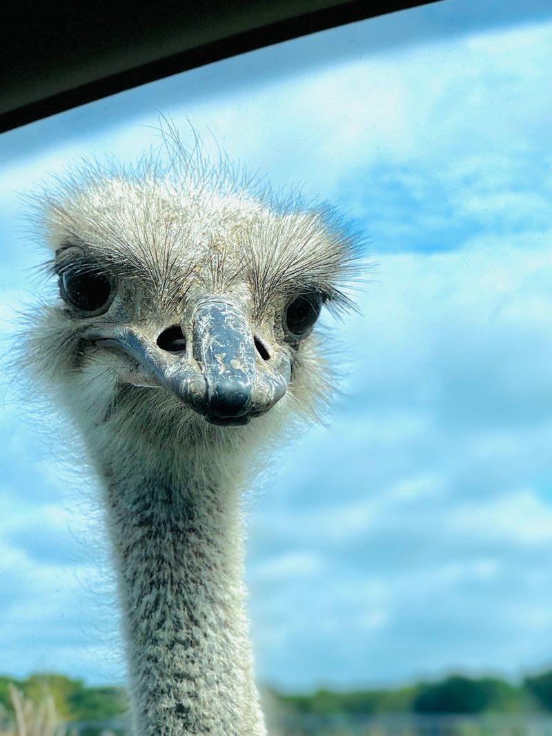 North Texas Safari Park