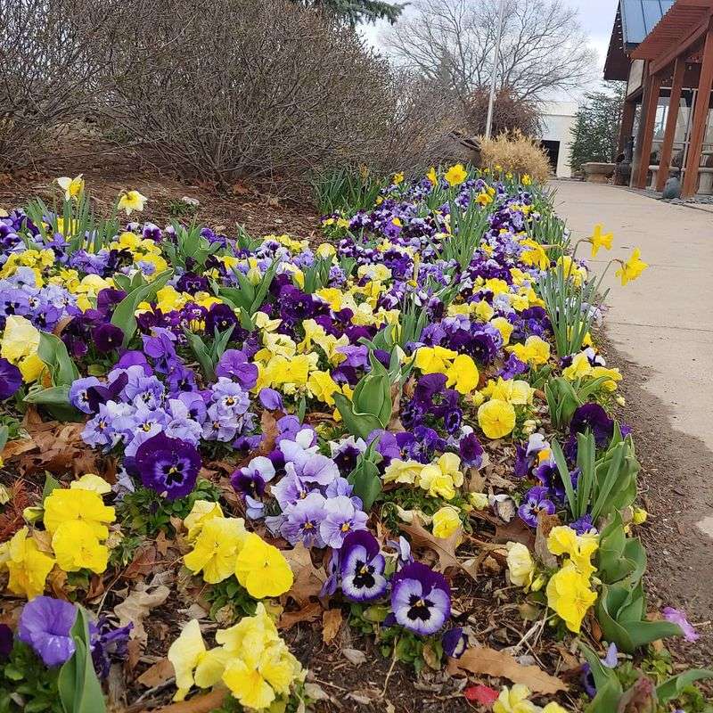 Healthy Plants Built For Tough Kansas Weather