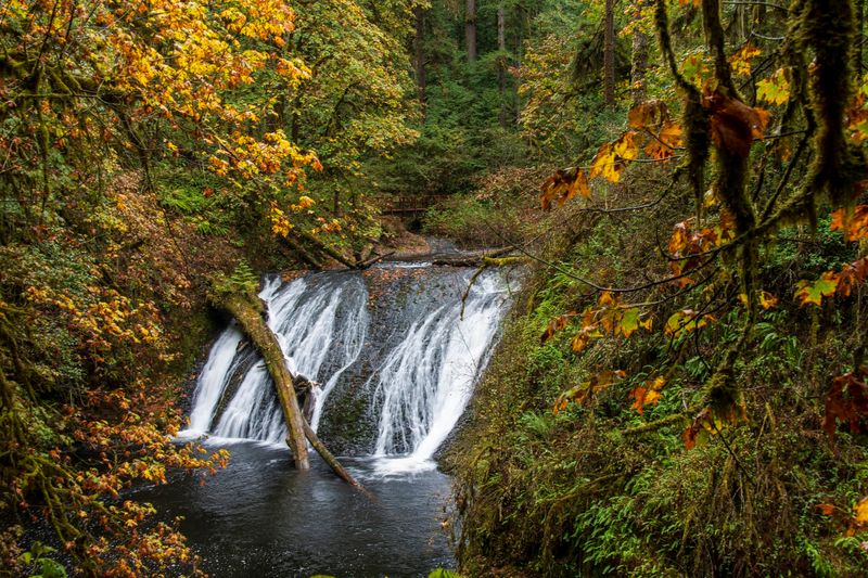 Autumn Transforms The Forest With Brilliant Gold And Orange Foliage