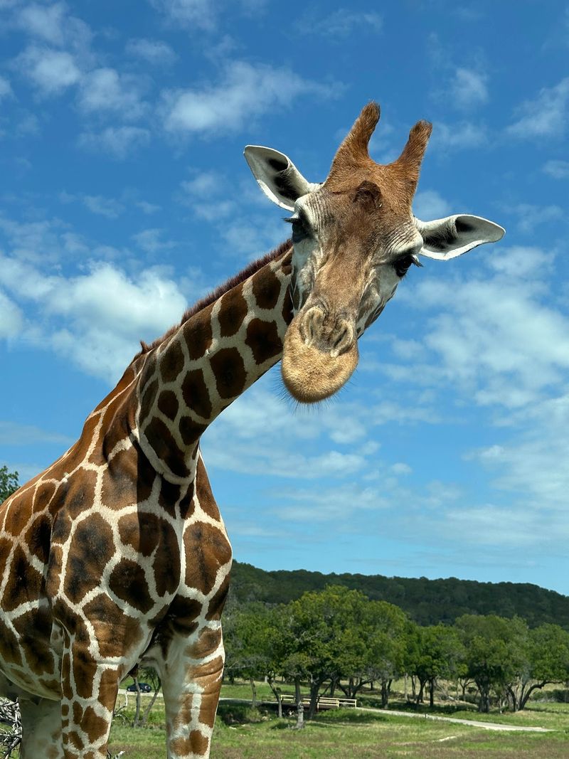 Fossil Rim Wildlife Center-Animal Discoveries