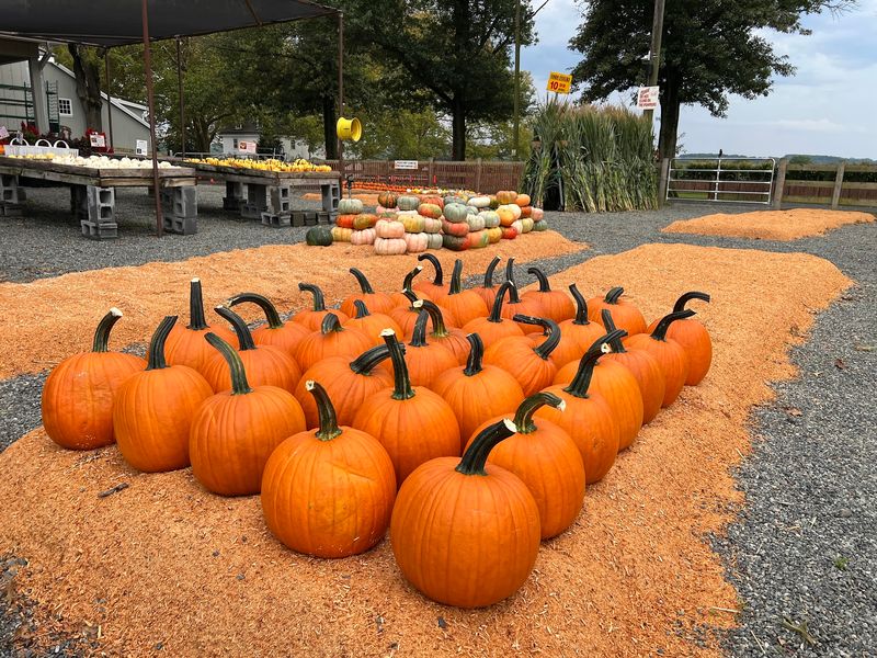 Cider Donuts, Bakery Treats, and Farm Snacks