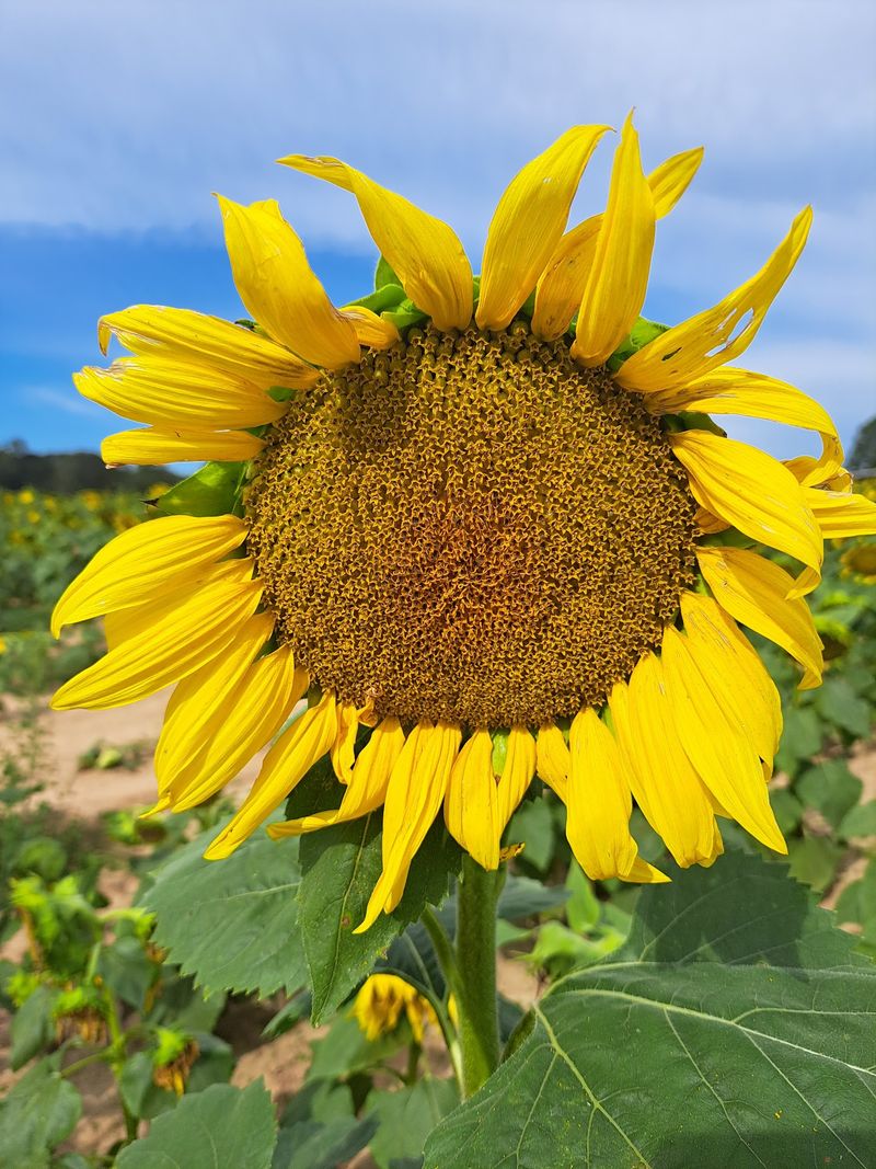 Pumpkins, Sunflowers, And Photo Ops Bring The Farm To Life