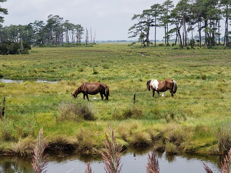 See The Ponies From The Water For A Whole New Angle