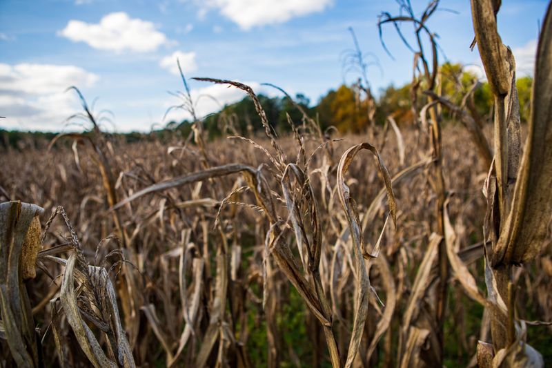 Fifteen Years Of Corn Means This Field Knows What It Is Doing