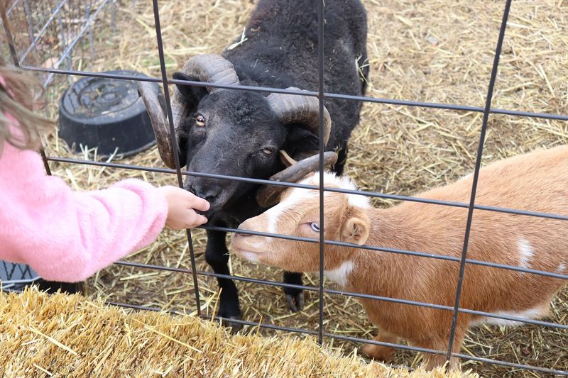 The Petting Zoo Slows The Pace Down