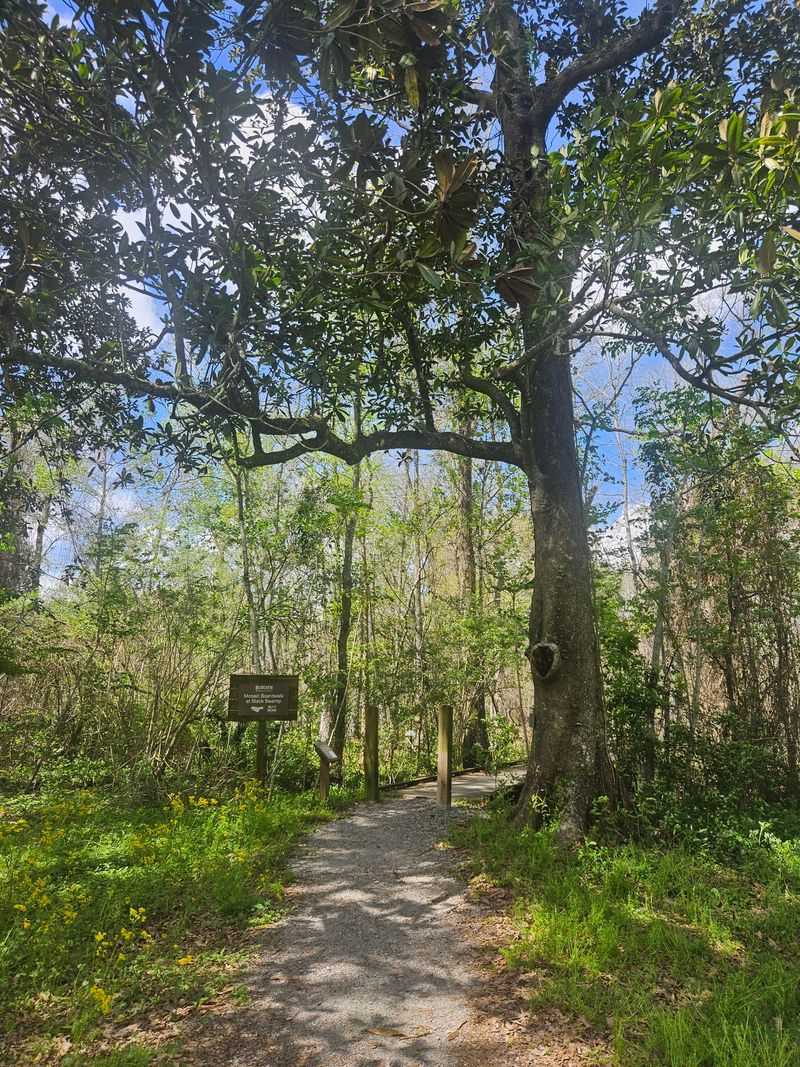 A Swamp Over 200 Years Old Waits At The End Of The Boardwalk